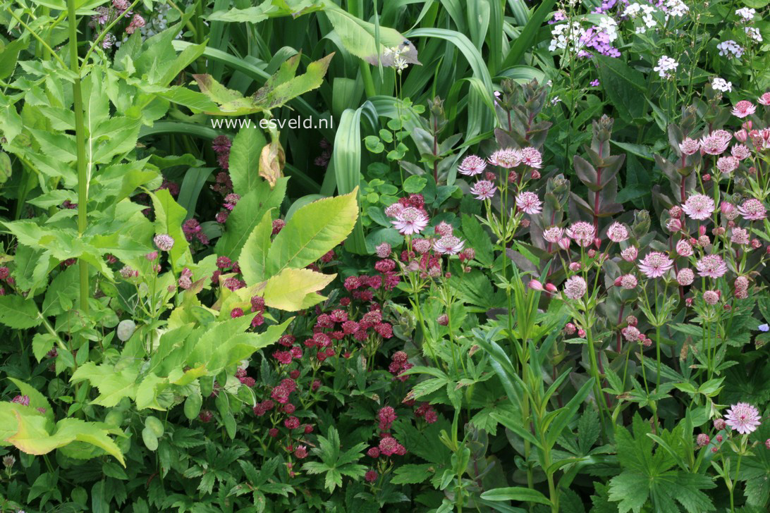 Astrantia major 'Roma'