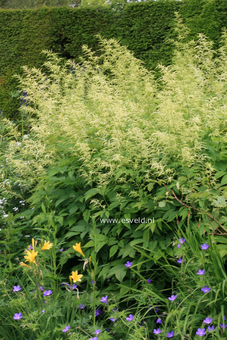 Aruncus dioicus