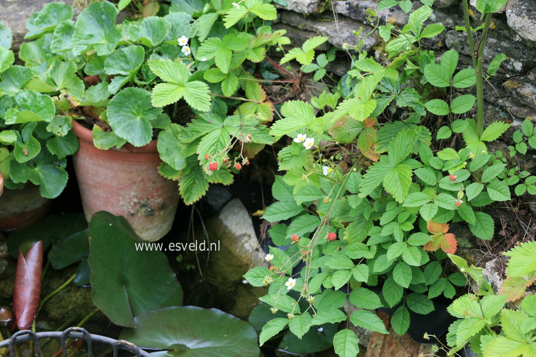 Fragaria vesca