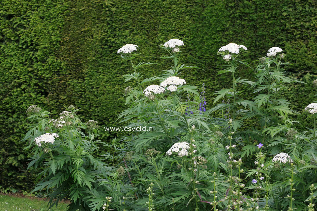 Tanacetum macrophyllum