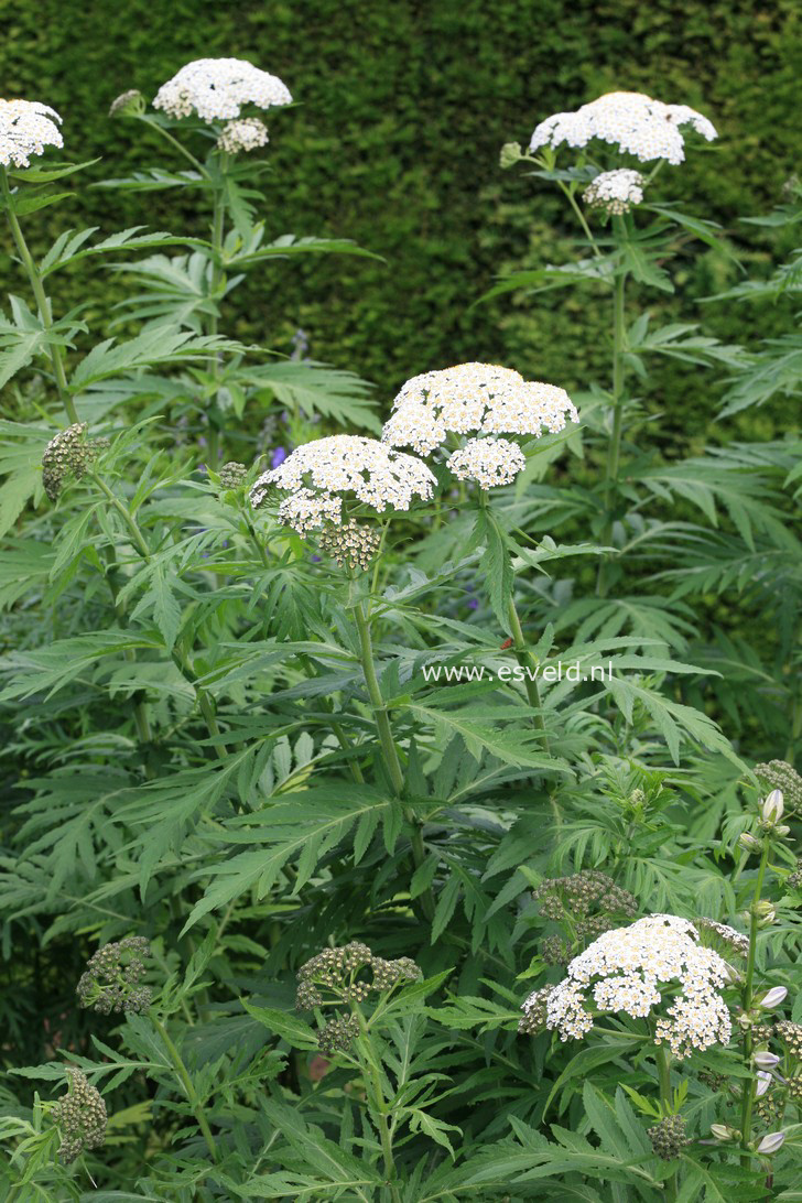 Tanacetum macrophyllum