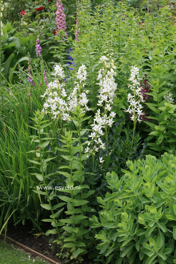 Dictamnus albus 'Albiflorus'