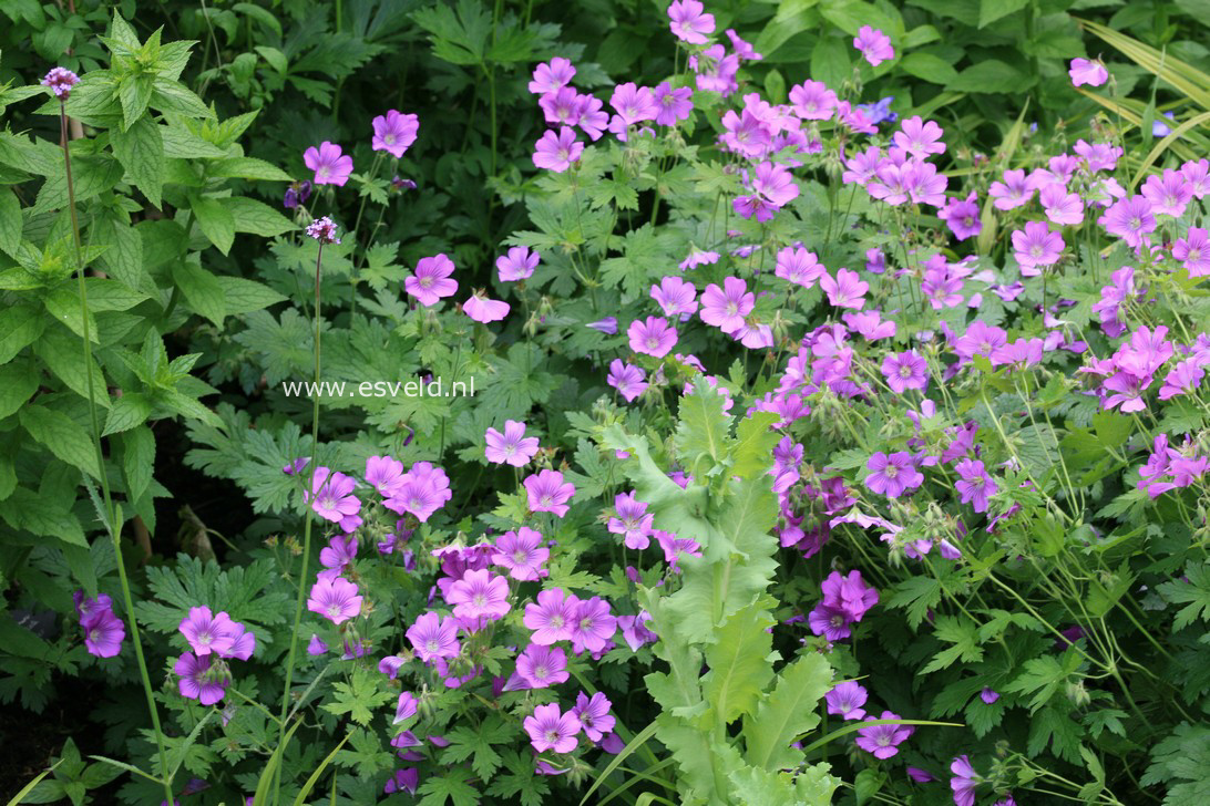 Geranium 'Sirak'