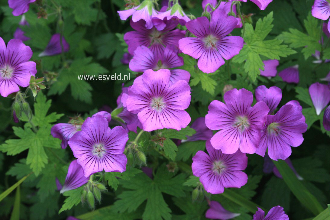 Geranium 'Sirak'