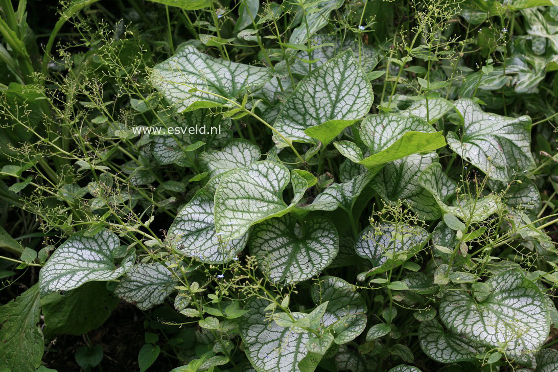 Brunnera macrophylla 'Jack Frost'