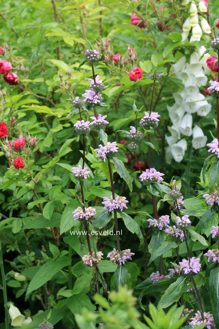 Phlomis tuberosa 'Amazone'