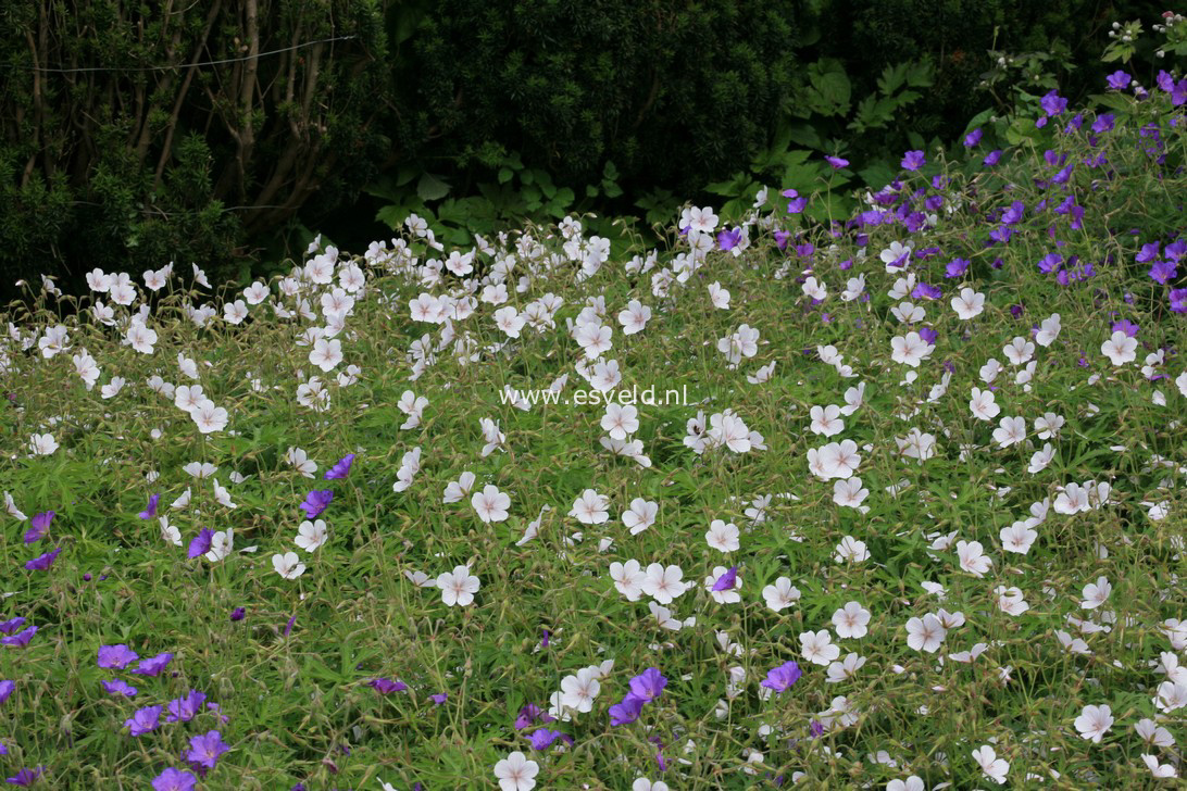 Geranium clarkei 'Kashmir White'