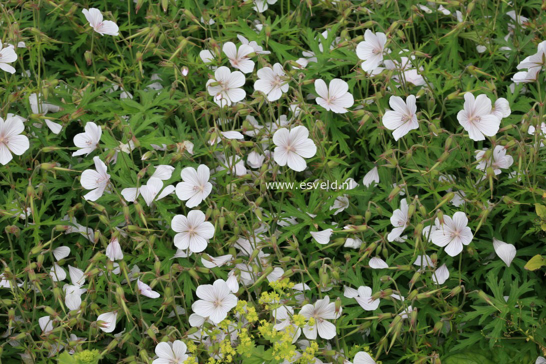 Geranium clarkei 'Kashmir White'