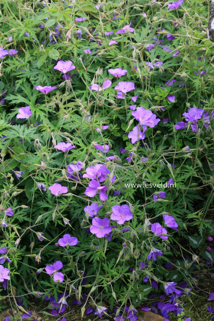 Geranium clarkei 'Kashmir Purple'