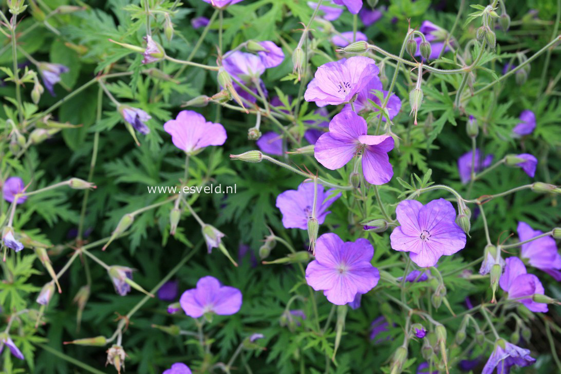 Geranium clarkei 'Kashmir Purple'