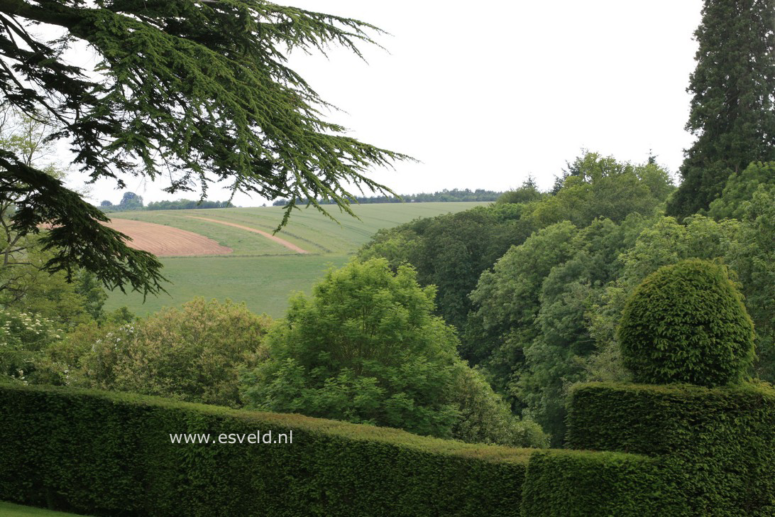 Taxus baccata