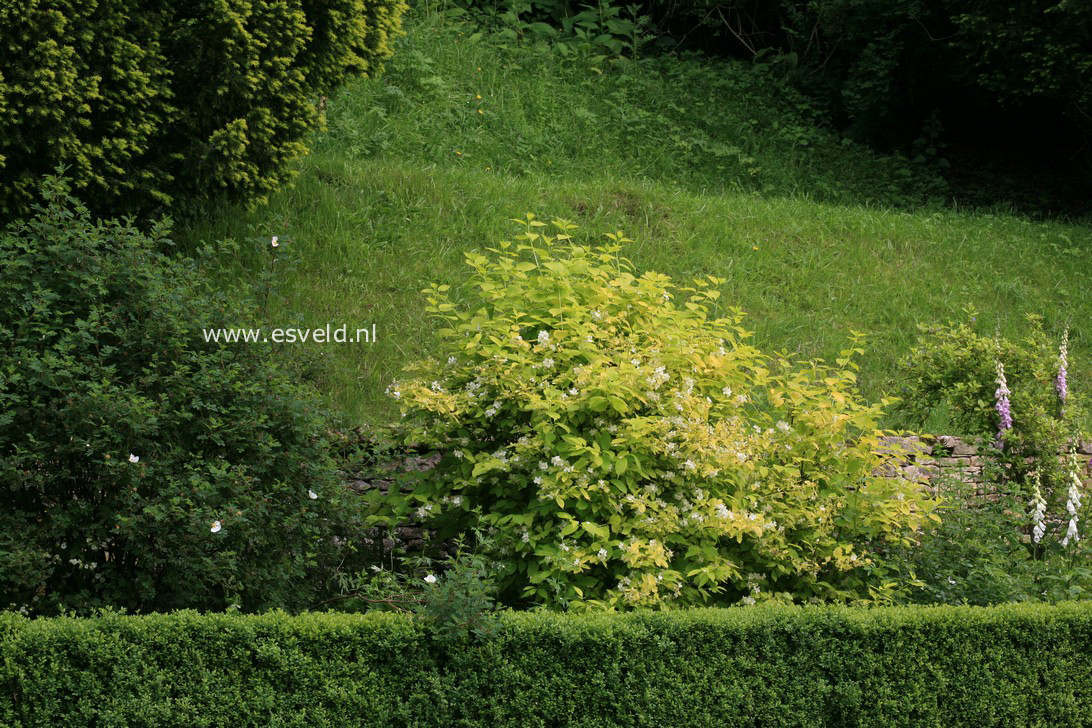 Philadelphus coronarius 'Aureus'