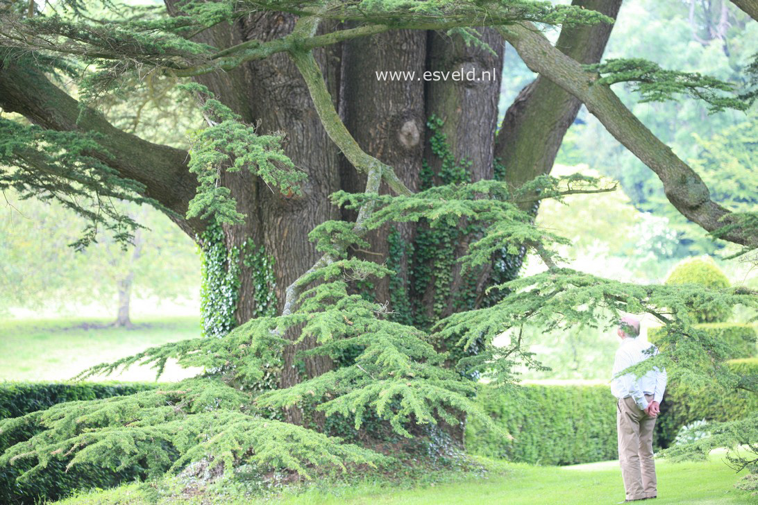 Cedrus libani