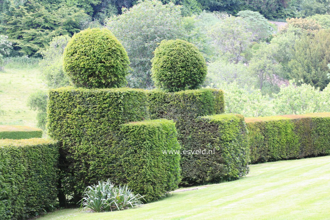 Taxus baccata