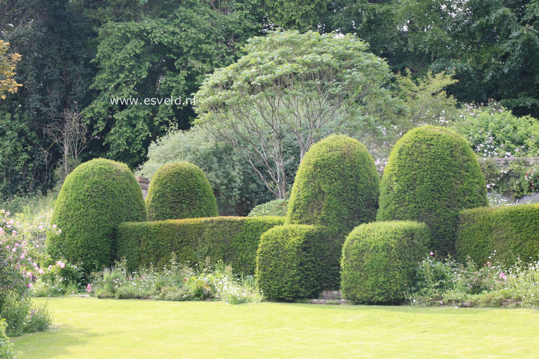 Taxus baccata