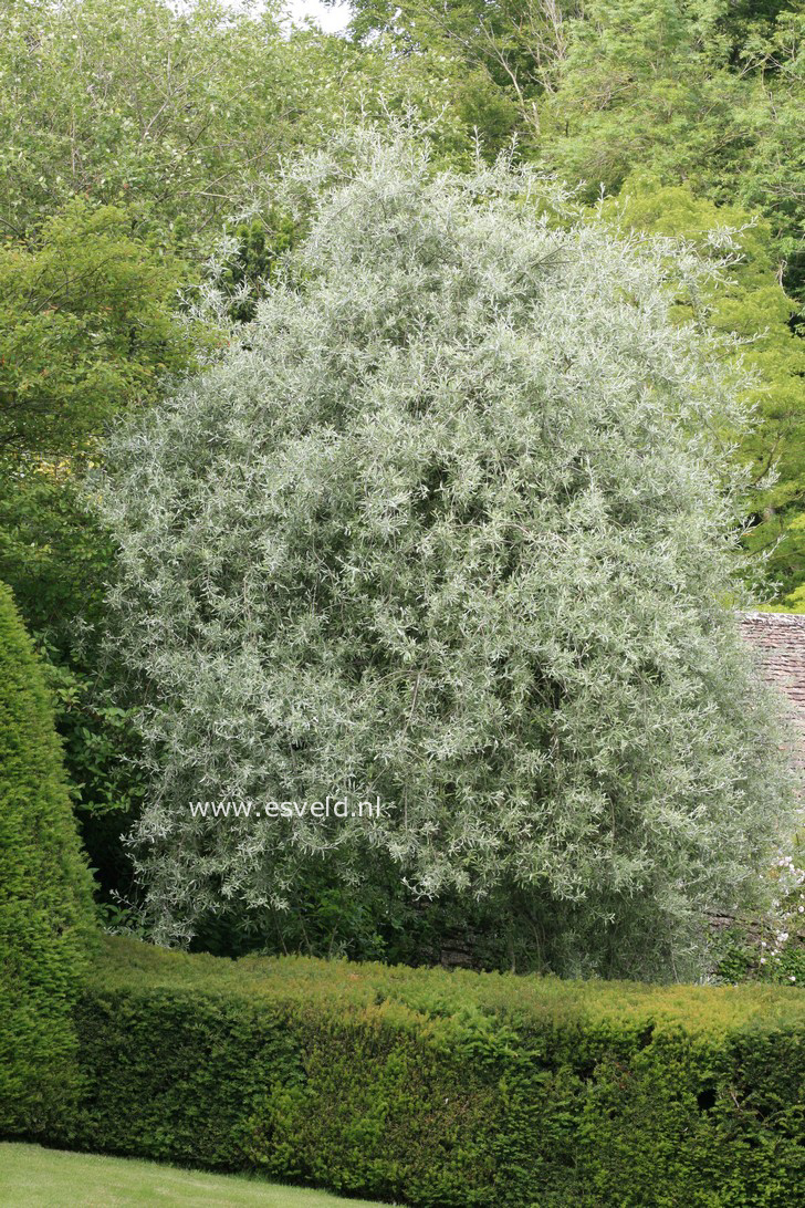 Pyrus salicifolia 'Pendula'