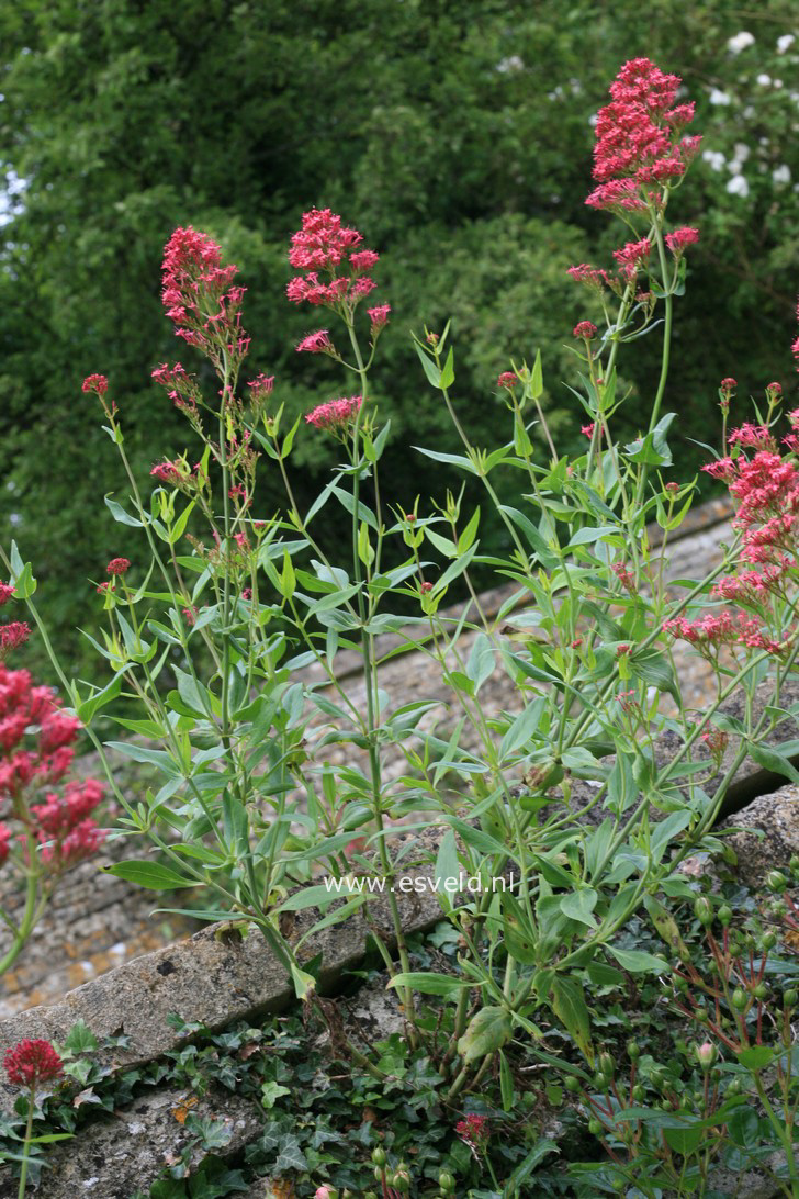 Centranthus ruber 'Coccineus'