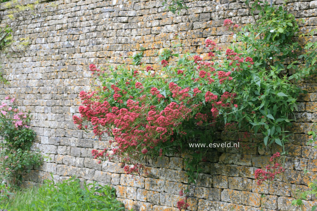 Centranthus ruber 'Coccineus'