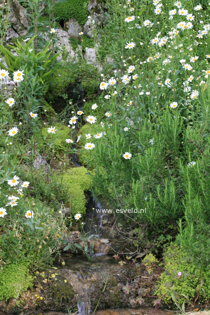 Leucanthemum vulgare 'Maikoenigin' (34000)