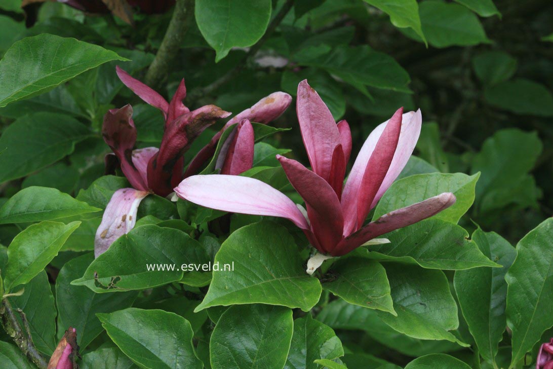 Magnolia liliiflora 'Nigra'