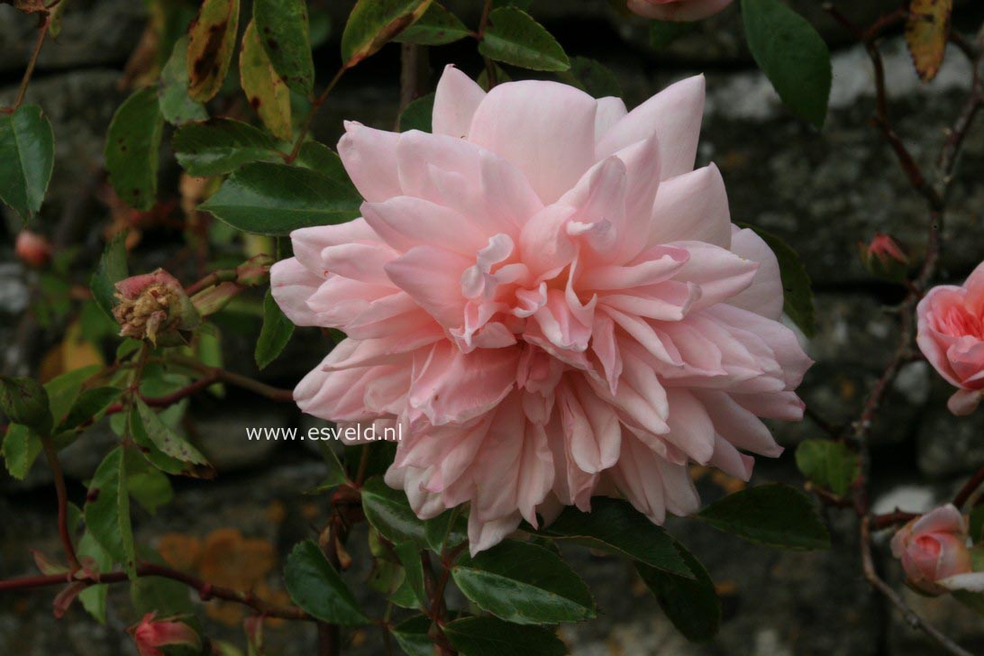 Rosa 'Paul Noel'