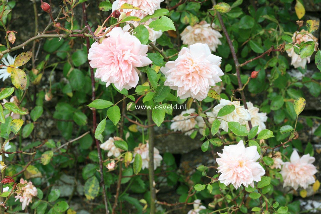 Rosa 'Paul Noel'