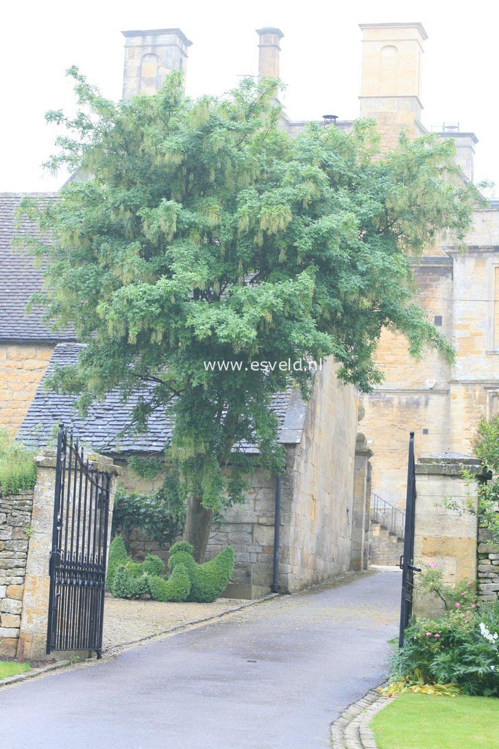 Laburnum watereri 'Vossii'