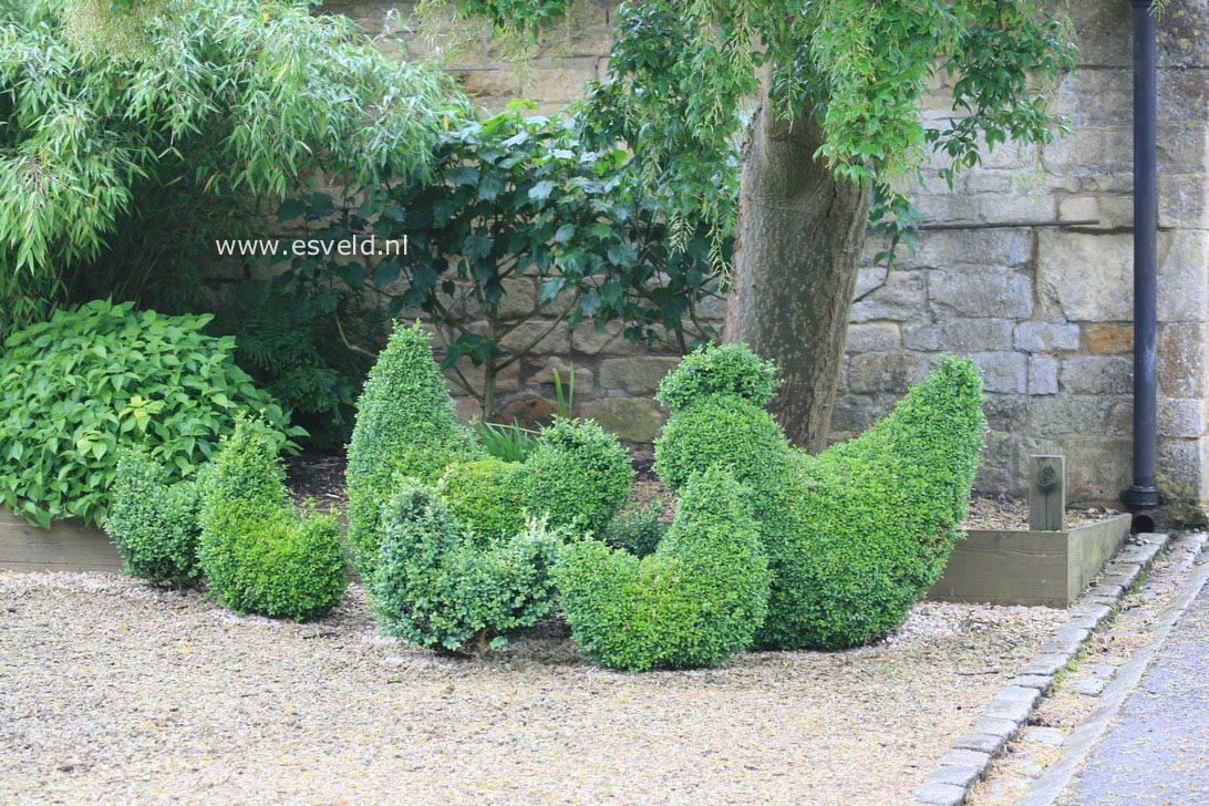 Buxus sempervirens