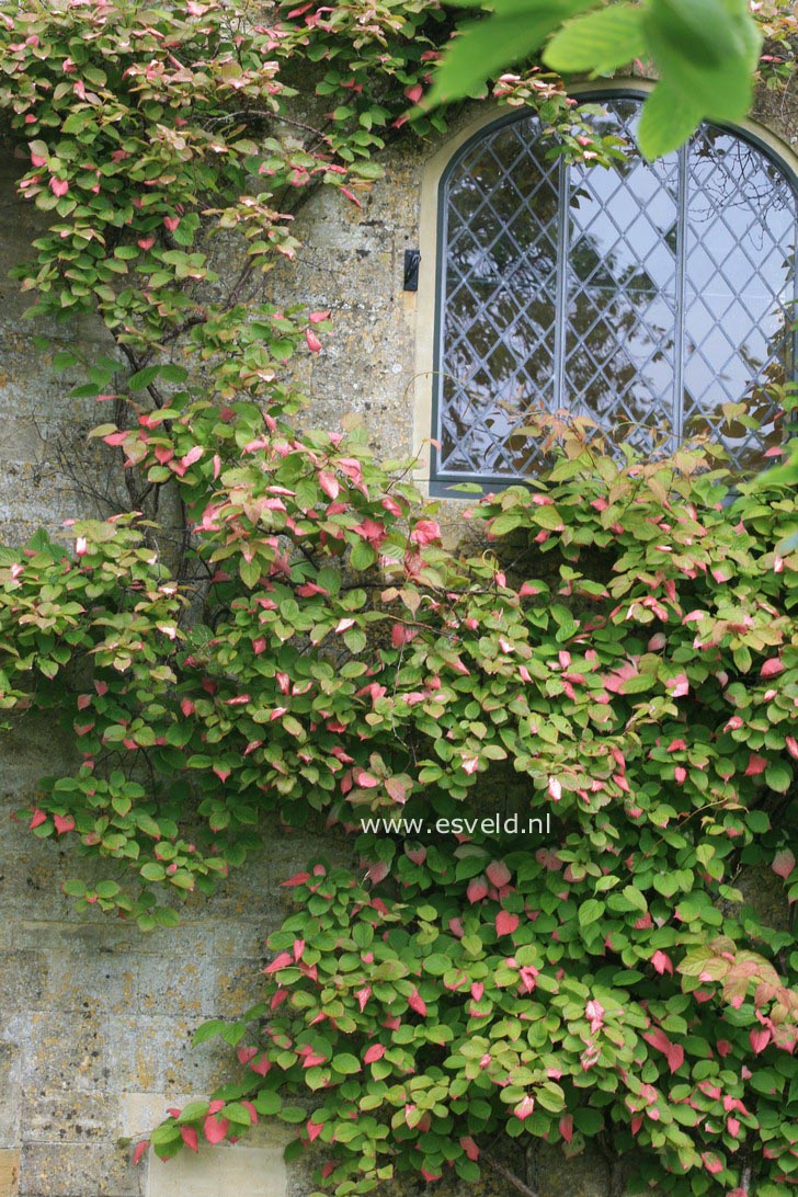 Actinidia kolomikta