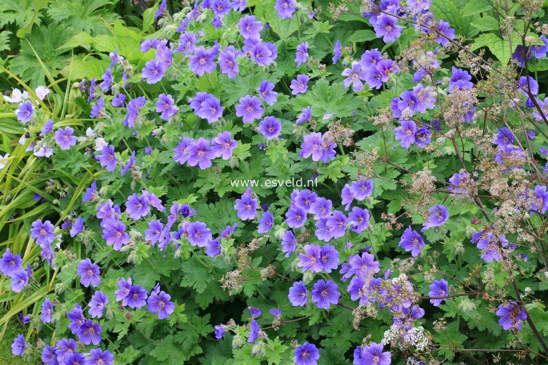 Geranium magnificum