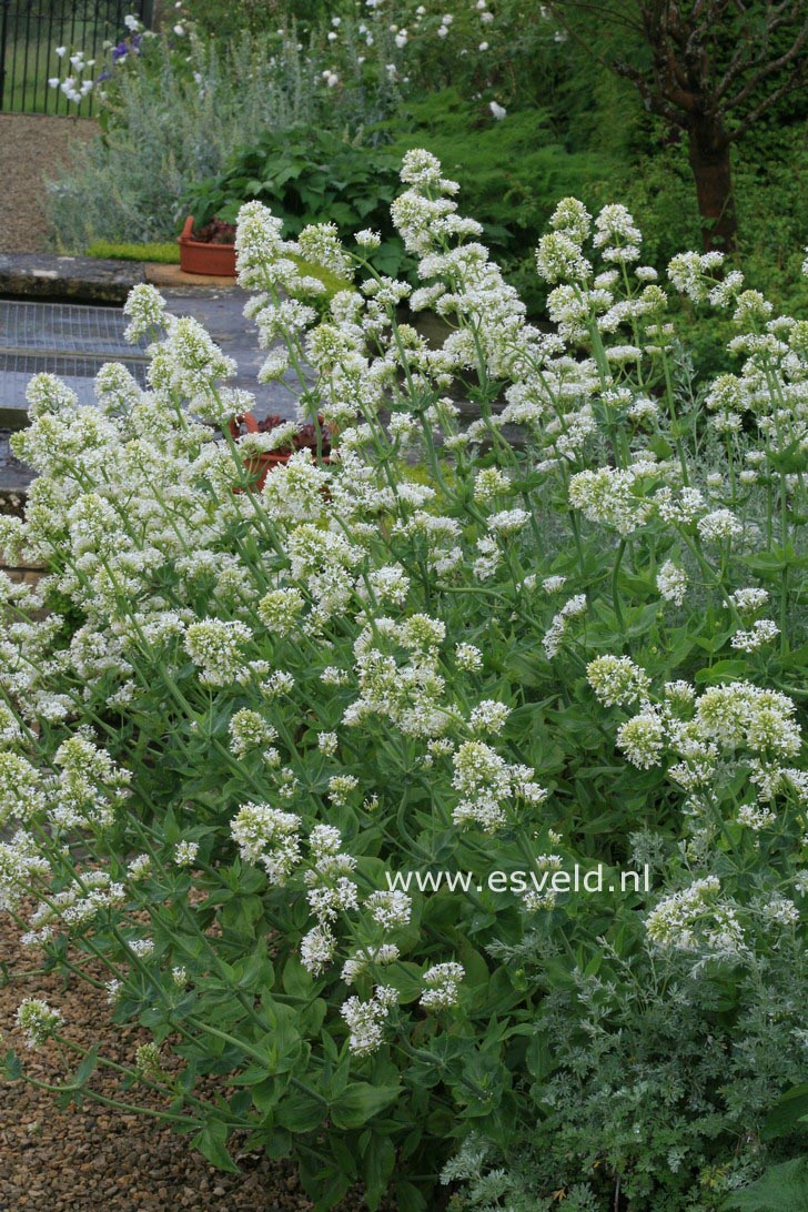 Centranthus ruber 'Albus'