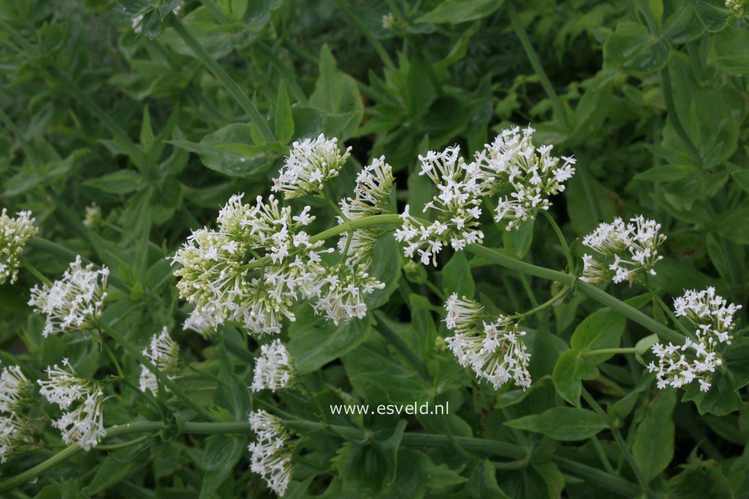 Centranthus ruber 'Albus'