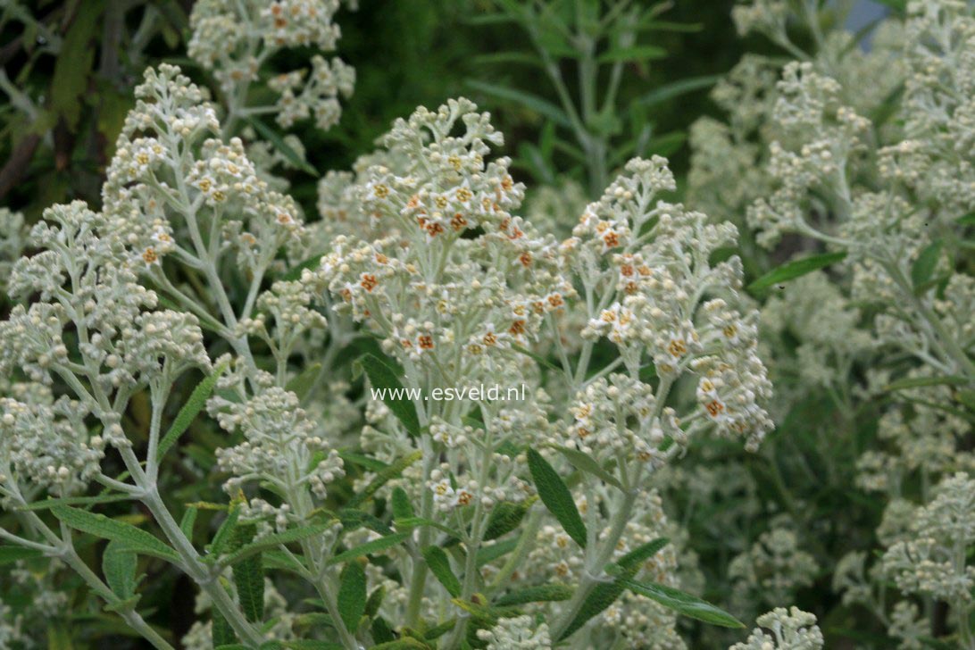 Buddleja loricata