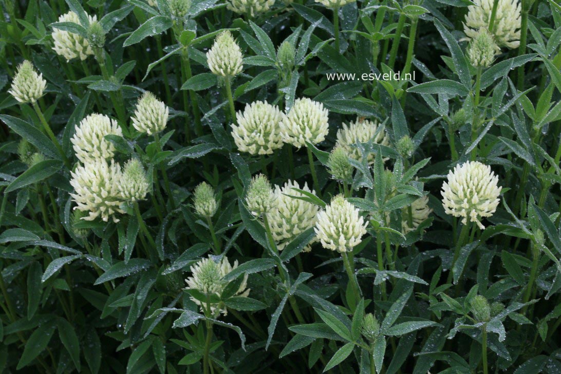 Trifolium ochroleucon