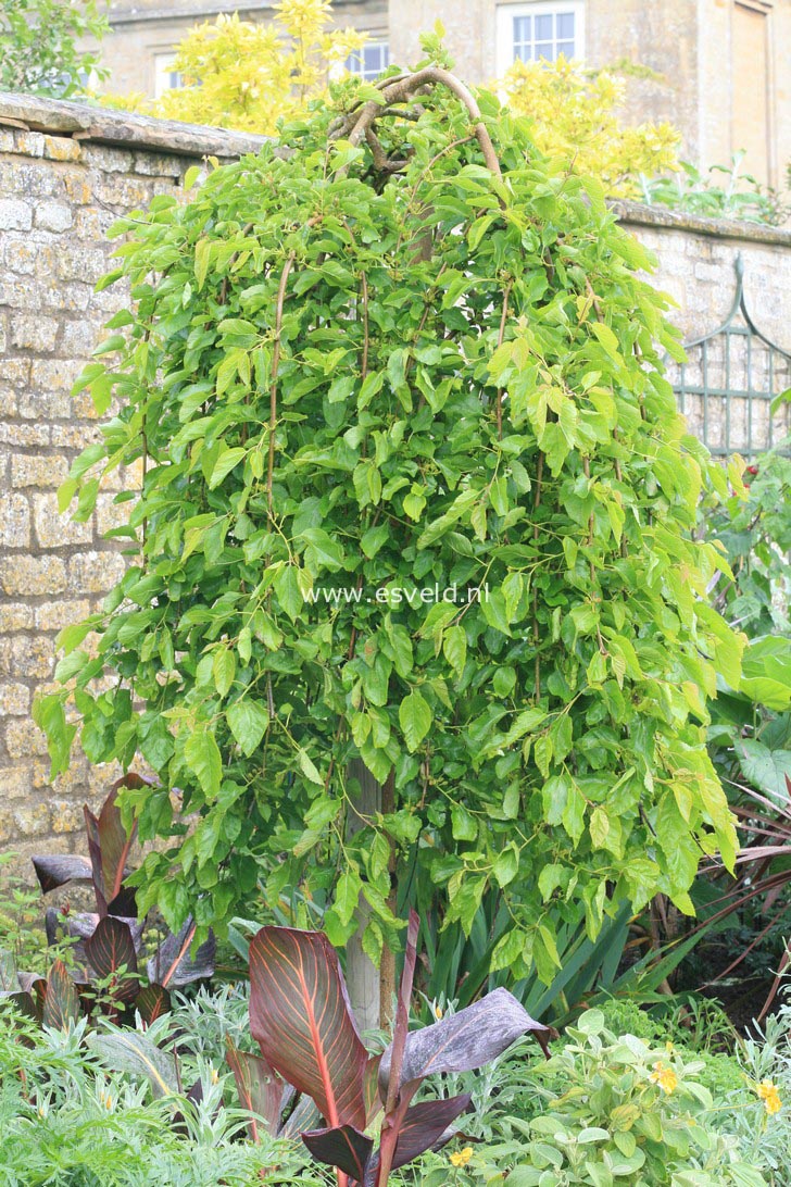 Morus alba 'Pendula'