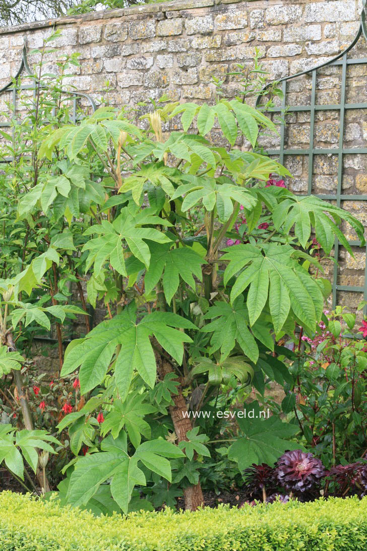 Tetrapanax papyrifer