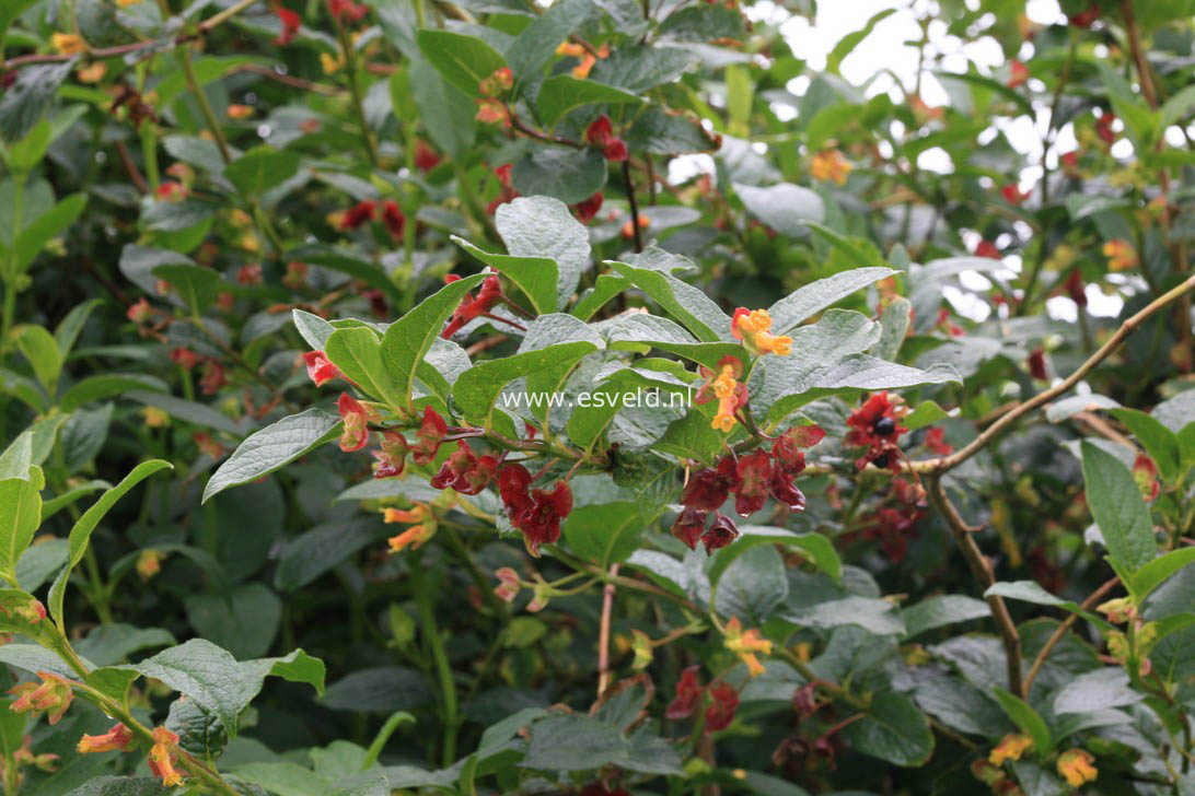 Lonicera involucrata ledebourii