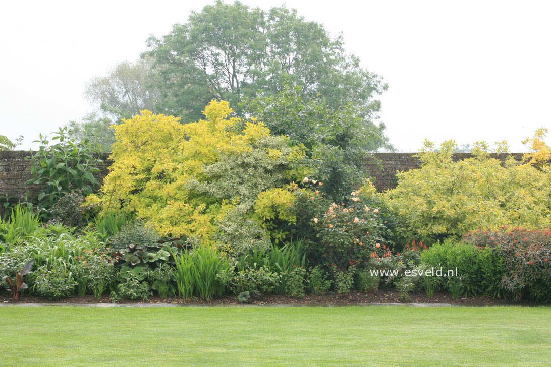 Philadelphus coronarius 'Aureus'