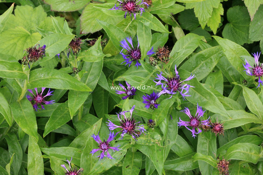 Centaurea montana 'Grandiflora'