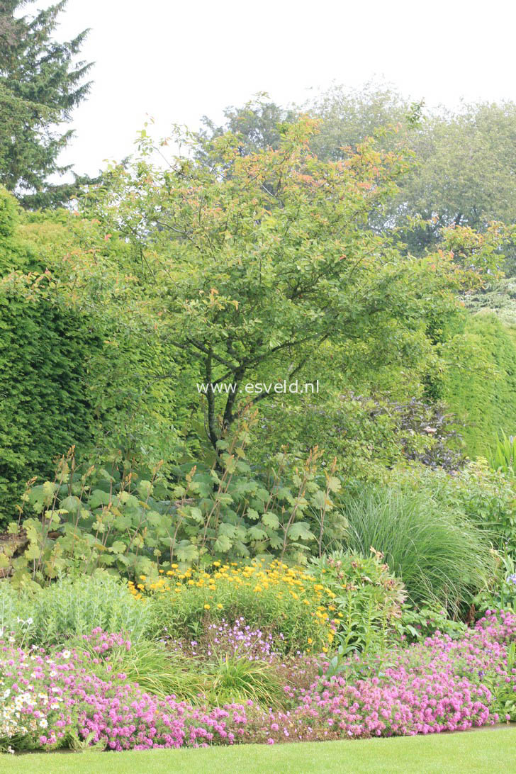 Amelanchier lamarckii