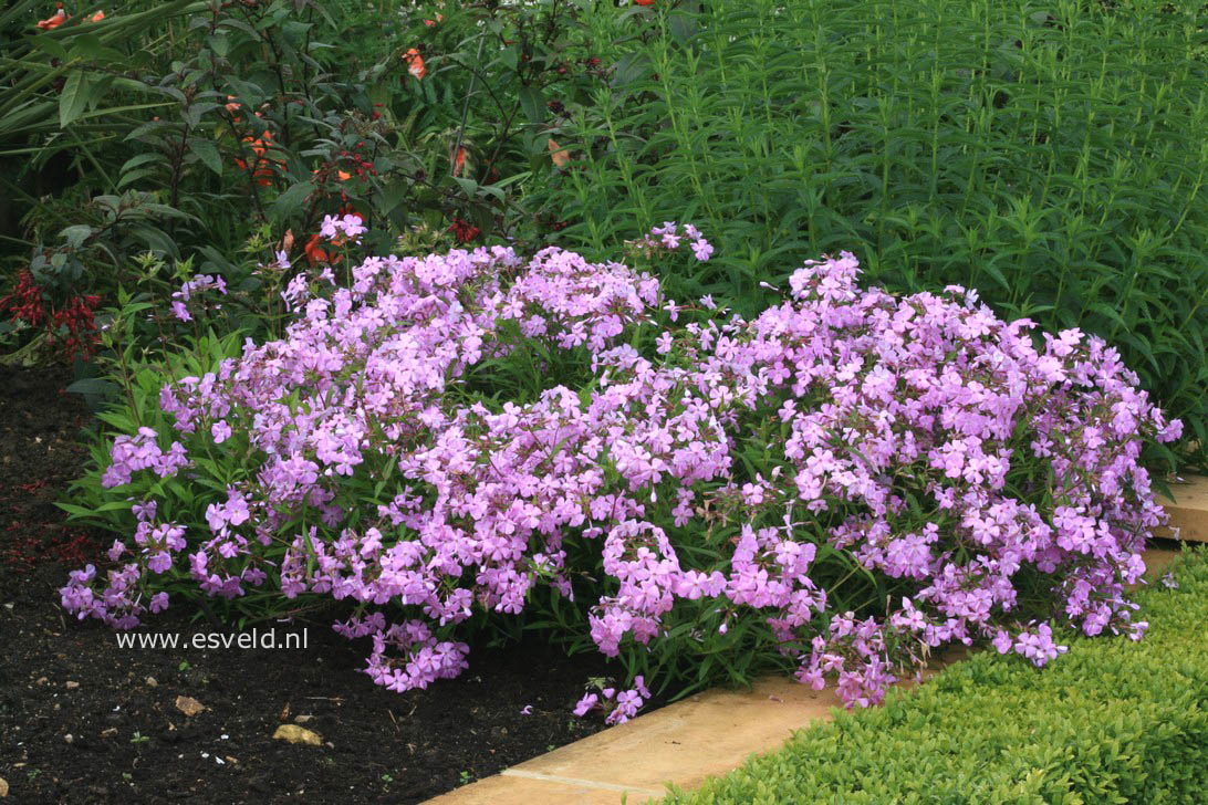 Phlox divaricata 'Clouds of Perfume'