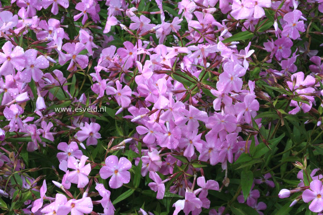 Phlox divaricata 'Clouds of Perfume'