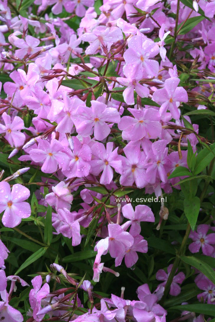 Phlox divaricata 'Clouds of Perfume'