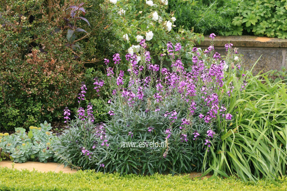 Erysimum 'Bowles Mauve'