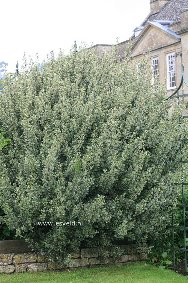 Rhamnus alaternus 'Argenteovariegatus'