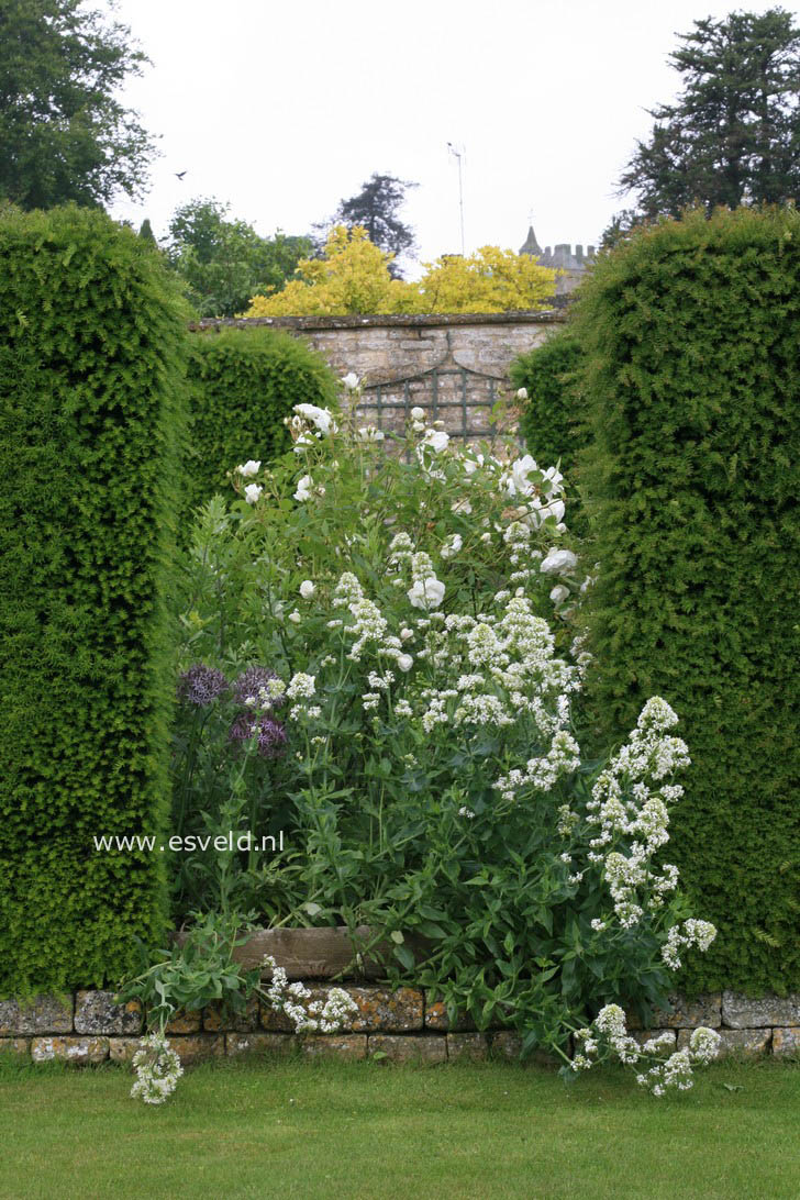 Centranthus ruber 'Albus'