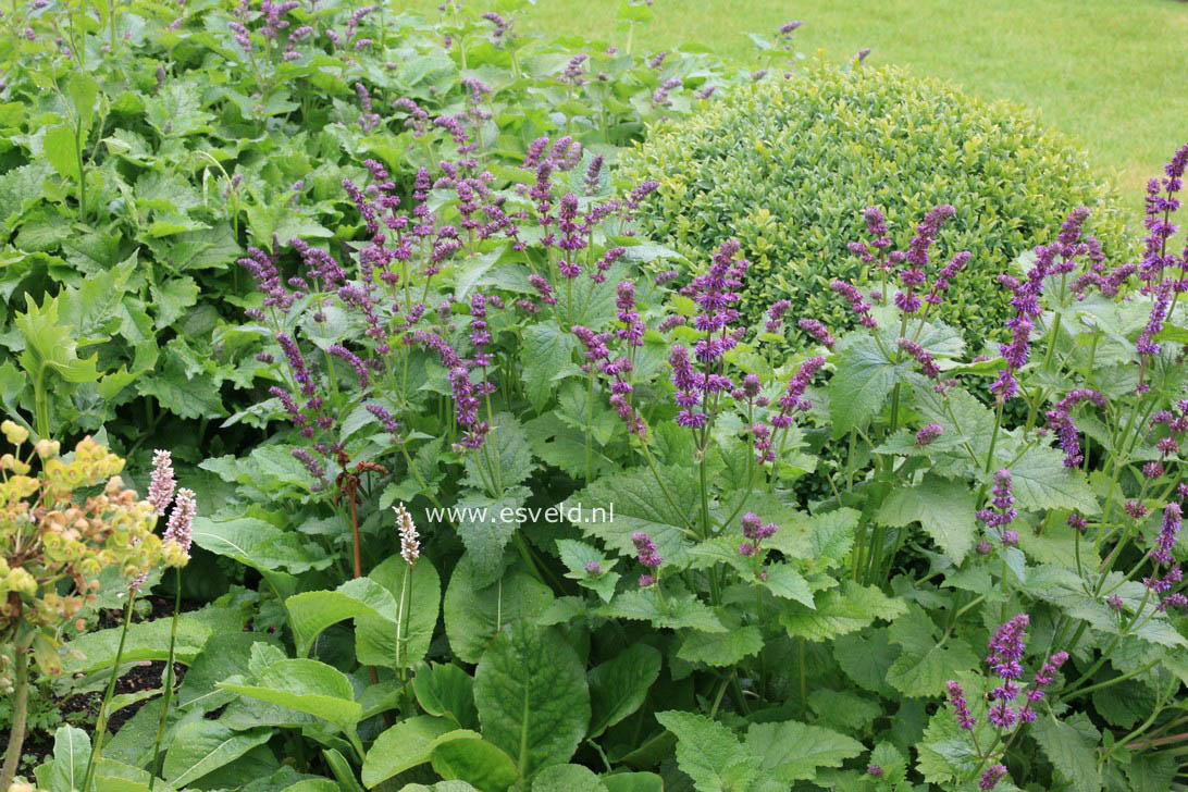 Salvia verticillata 'Purple Rain'