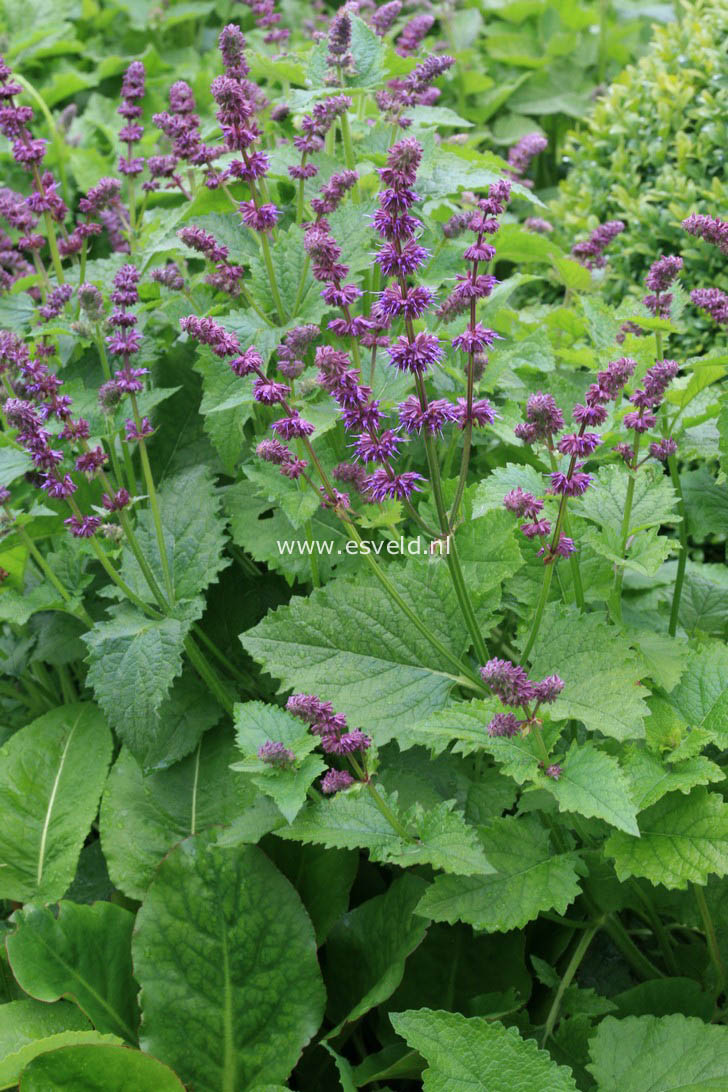 Salvia verticillata 'Purple Rain'