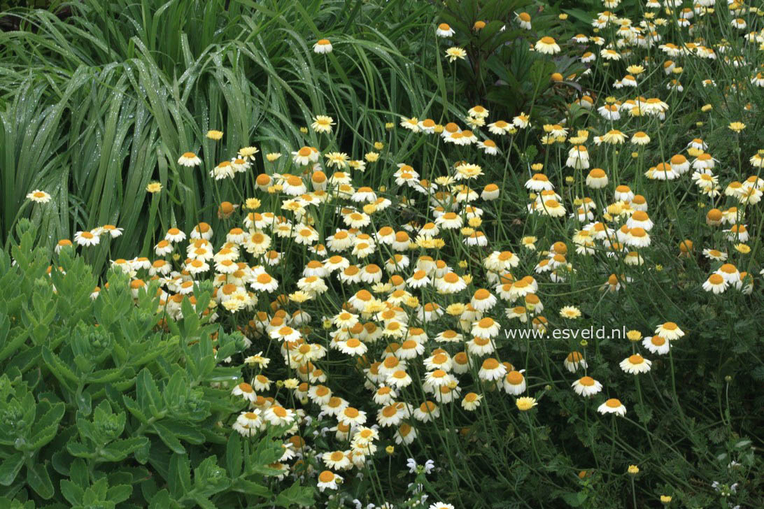 Anthemis hybrida 'Sauce Hollandaise'