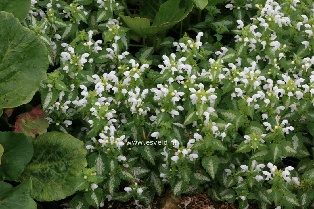 Lamium maculatum 'White Nancy'